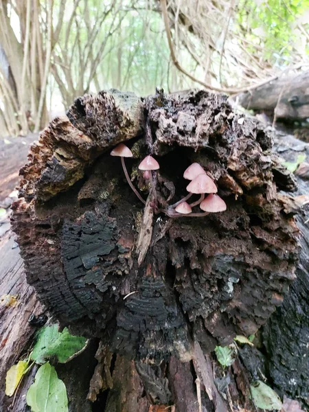 Champignon Pluteus Romellii Bouclier Feuilles Dans Jardin Botanique Capelle — Photo