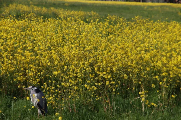 Heron Längs Ett Fält Med Rapsfrön Blommor Zuidplaspolder — Stockfoto