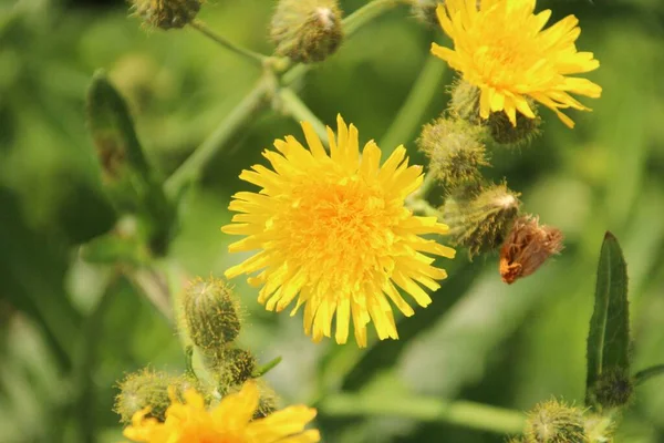 Жовта Квітка Денделіона Сонці Вздовж Дороги Нідерландах — стокове фото