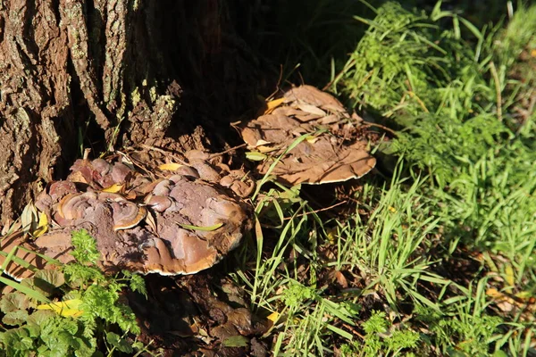 Pleurotus Ostreatus Oyster Mushroom Árvores Jardim Botânico Capelle — Fotografia de Stock