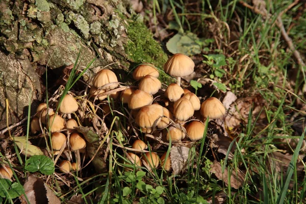 Hypholoma Fasciculare Μανιτάρι Θειάφι Στο Δάσος Βοτανικό Κήπο — Φωτογραφία Αρχείου