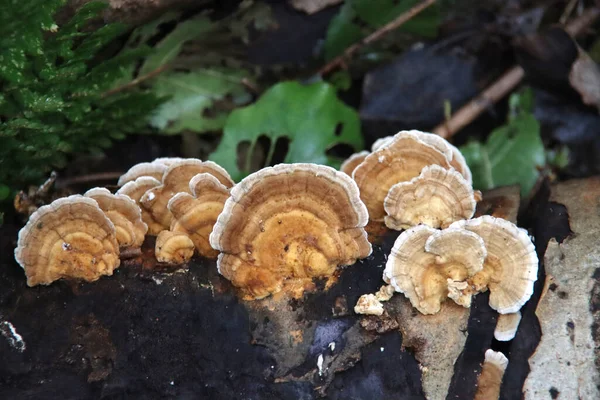 Pleurotus Ostreatus Oyster Mushroom Sugli Alberi Nell Orto Botanico Capelle — Foto Stock