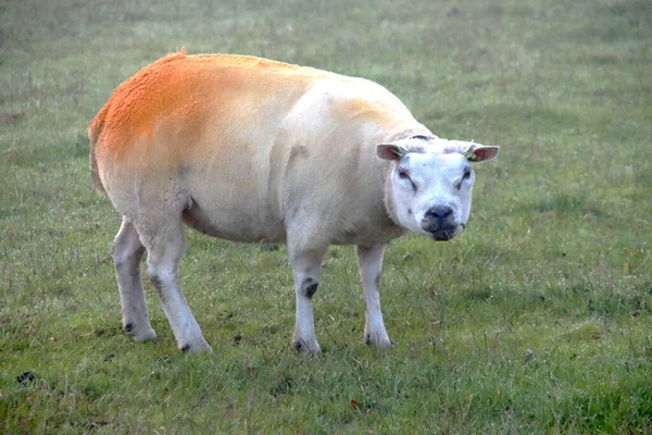 Ovelhas Com Costas Coloridas Depois Cobrir Com Tinta Parte Inferior — Fotografia de Stock