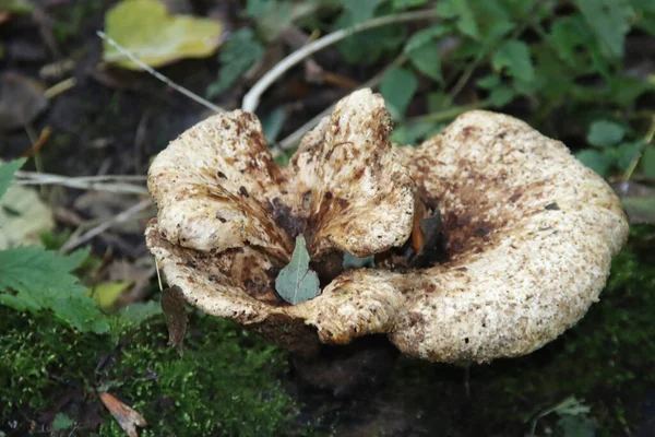 메리필 간헐천 Meripilus Giganteus 식물학 정원에 Meripilaceae 균이다 — 스톡 사진