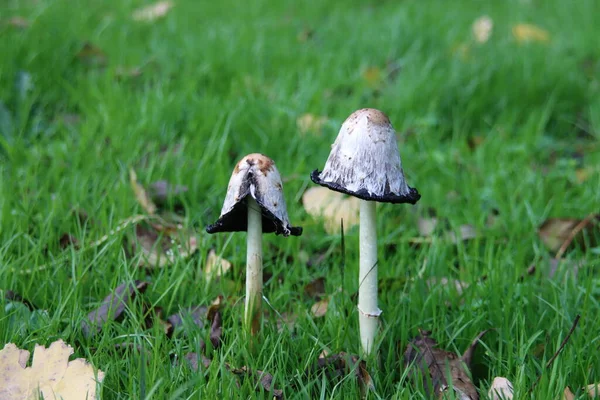 Coprinus comatus, the shaggy ink cap, lawyer\'s wig, or shaggy mane in botanic garden