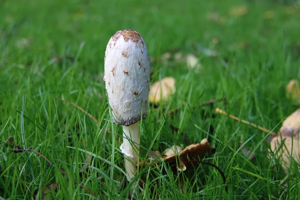 Coprinus Koması Tüylü Mürekkep Başlığı Avukat Peruğu Botanik Bahçesindeki Tüylü — Stok fotoğraf