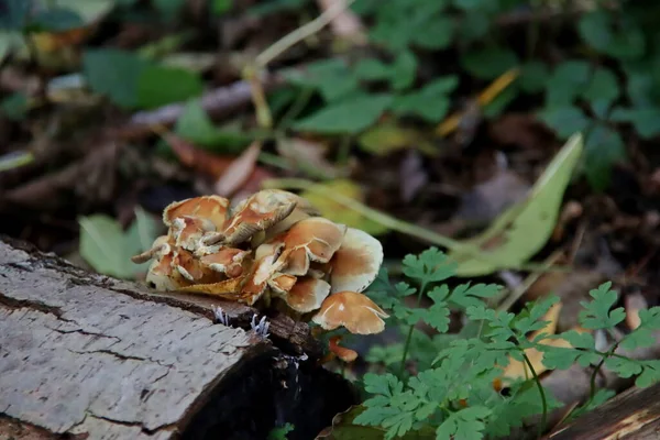 Meripilus Giganteus Грибок Полипоры Семействе Meripilaceae Ботаническом Саду — стоковое фото