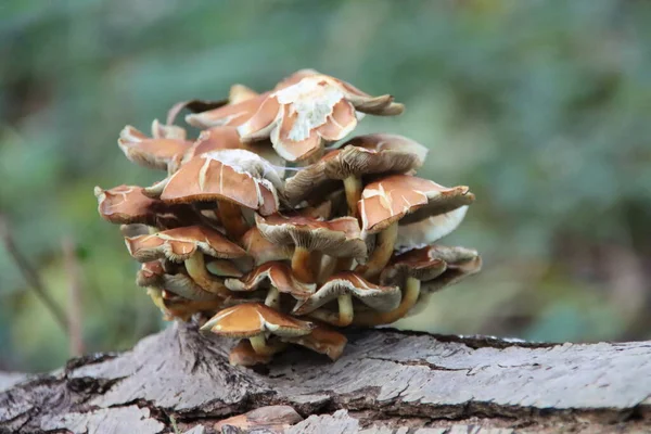 Meripilus Giganteus Egy Polipóra Gomba Meripilaceae Családban Botanikus Kertben — Stock Fotó