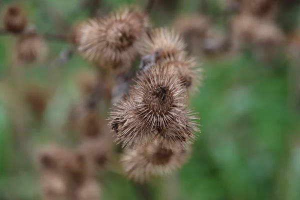 Bosklit Arctium Nemorosum Nella Foresta Parco Hitland Nieuwerkerk — Foto Stock