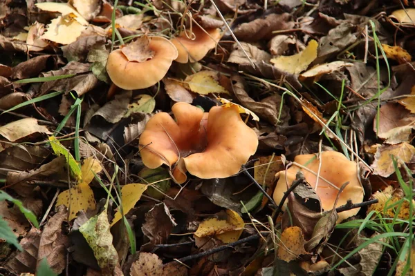 Meripilus Giganteus Грибок Полипоры Семействе Meripilaceae Ботаническом Саду — стоковое фото