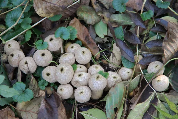 Lycoperdon Perlatum Popularmente Conhecido Como Puffball Comum Puffball Vertido Puffball — Fotografia de Stock