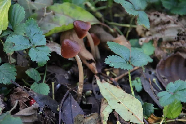 Pluteus Romellii Μανιτάρι Goldleaf Shield Βοτανικό Κήπο Στο Capelle — Φωτογραφία Αρχείου