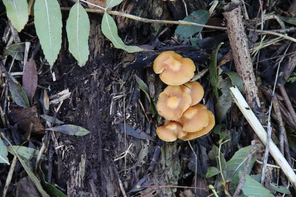 Pluteus Podospileus Paddestoel Een Botanische Tuin Capelle — Stockfoto