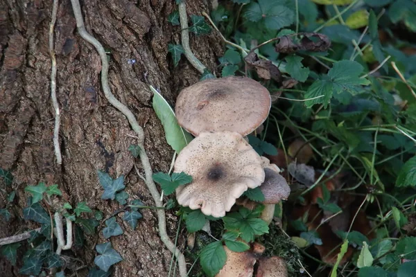 Pleurotus Ostreatus Oyster Mushroom Árvores Jardim Botânico Capelle — Fotografia de Stock