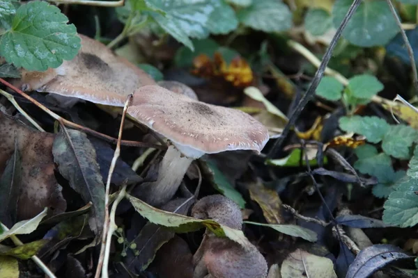 Tremella Foliacea Είναι Ένα Είδος Μύκητα Που Παράγουν Καφετί Frontose — Φωτογραφία Αρχείου