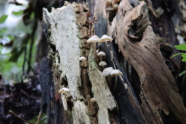 Pluteus Romellii Vagy Goldleaf Shield Gomba Egy Botanikus Kertben Capelle — Stock Fotó