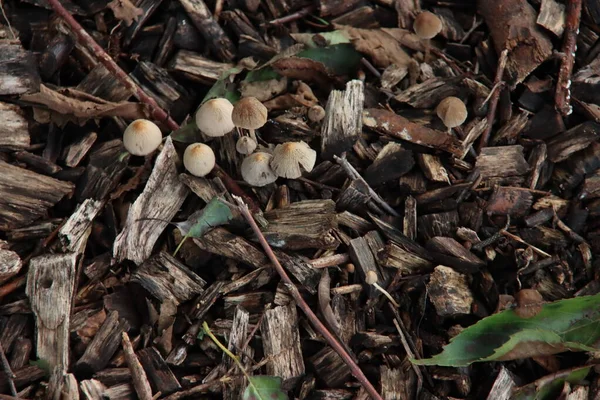 Hypholoma Fasciculare Enxofre Tufo Cogumelo Floresta Jardim Botânico — Fotografia de Stock