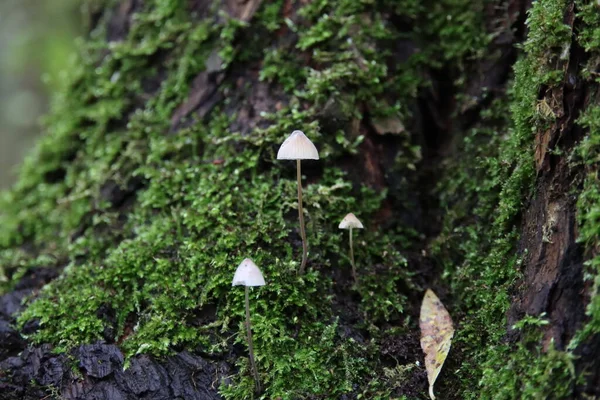 Pluteus Podospileus Mushroom Botanic Garden Capelle — Stock Photo, Image