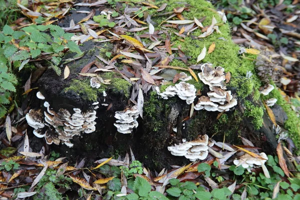 Pleurotus Ostreatus Oyster Mushroom Деревьях Ботаническом Саду Капелле — стоковое фото