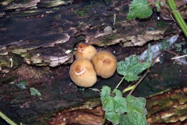 植物園の森の中にあるハイフォロマ ファッシュケアまたは硫黄タフトキノコ — ストック写真