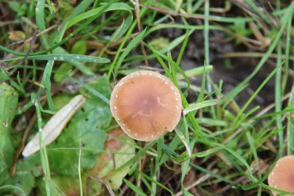 Champignon Pluteus Romellii Bouclier Feuilles Dans Jardin Botanique Capelle — Photo