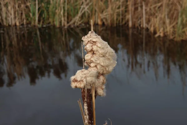 Fruto Del Cattail Floreció Otoño Park Hitland Nieuwerkerk Aan Den —  Fotos de Stock