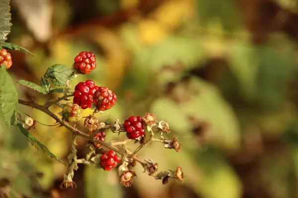 Bagas Vermelhas Uma Planta Jardim Botânico Capelle Aan Den Ijssel — Fotografia de Stock