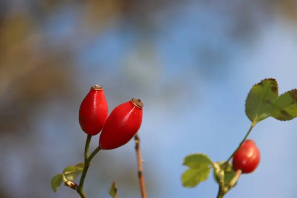 Red Berries Plant Botanical Garden Capelle Aan Den Ijssel Netherlands — Stock Photo, Image