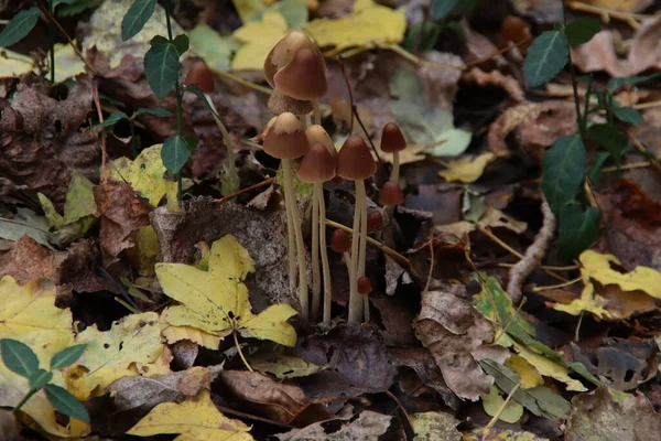 Pluteus Romellii Μανιτάρι Goldleaf Shield Βοτανικό Κήπο Στο Capelle — Φωτογραφία Αρχείου