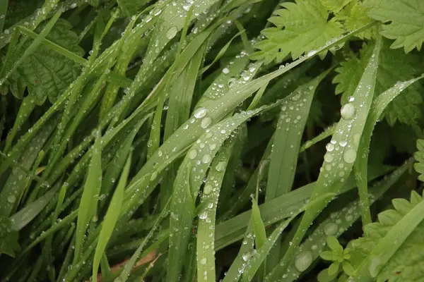 Chuva Cai Sobre Folhas Longas Grama Durante Nascer Sol Nieuwerkerk — Fotografia de Stock