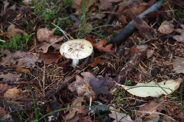 Lycoperdon Perlatum Popularmente Conocido Como Puffball Común Puffball Verrugado Puffball — Foto de Stock