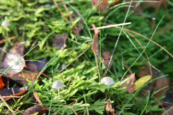 Coprinus Comatus Shaggy Inkt Cap Advocatenpruik Shaggy Mane Botanische Tuin — Stockfoto