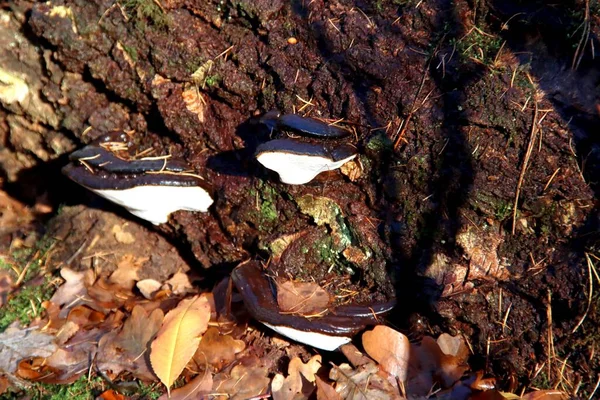Pleurotus Ostreatus Oyster Mushroom Sugli Alberi Nell Orto Botanico Capelle — Foto Stock
