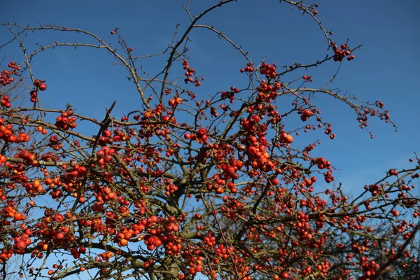 Červené Bobule Rostlině Botanické Zahradě Capelle Aan Den Ithe Sel — Stock fotografie