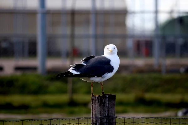 Rotterdam Limanındaki Kolonide Bir Martı Terratoriumunu Koruyor — Stok fotoğraf