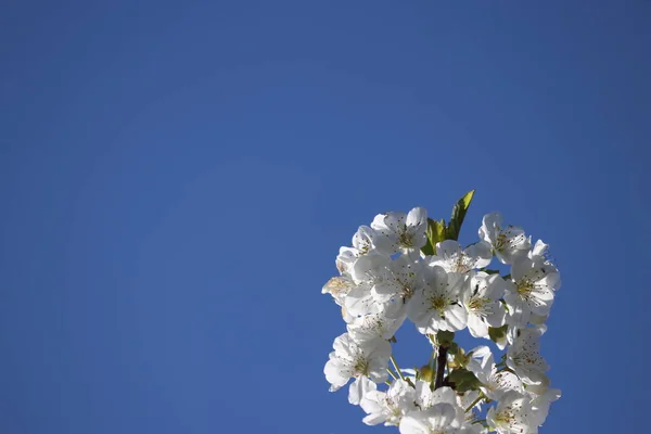 White Blossom Flowers Cherry Tree Springtime — Stock Photo, Image