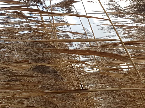 Коричневые Листья Тростника Время Шторма Нидерландах — стоковое фото