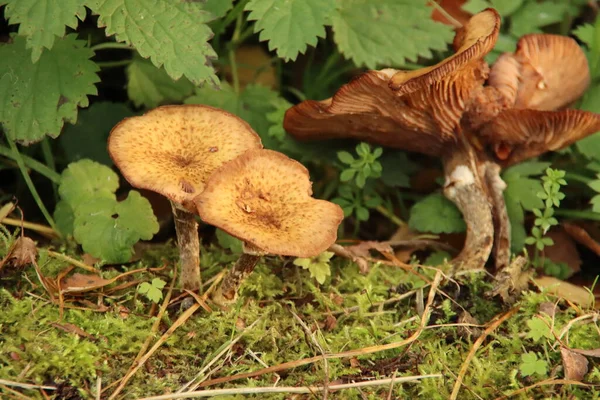 Pluteus Podospileus Gomba Egy Botanikus Kertben Capelle Ben — Stock Fotó