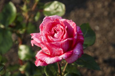 Gül bahçesi Guldemondplantsoen Hollanda 'nın Boskoop şehrinde ulusal anıt olarak kullanıldı.