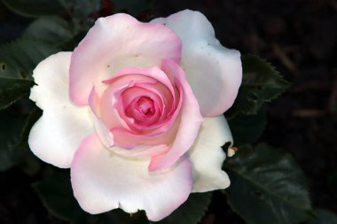 Gül bahçesi Guldemondplantsoen, Hollanda 'nın Boskoop şehrinde gül çeşitliliğindeki Ragazza' nın ulusal anıtı.