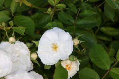 Gül bahçesi Guldemondplantsoen Hollanda 'daki Boskoop' ta gül çeşitliliğindeki Spinnaker Amorina 'nın milli anıtı.