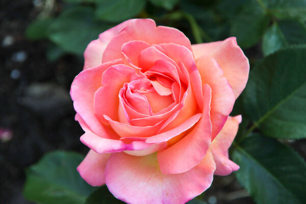 Rose garden Guldemondplantsoen as national monument in Boskoop in the Netherlands with rose variety Winterjewel