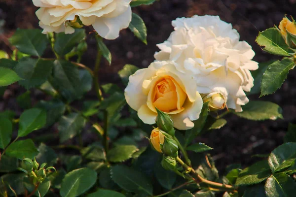 Jardín Rosas Guldemondplantsoen Como Monumento Nacional Boskoop Los Países Bajos — Foto de Stock