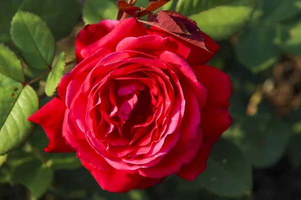 Rosenträdgården Guldemondplantsoen Som Nationalmonument Boskoop Nederländerna Med Rosensorten Elegance Francaise — Stockfoto