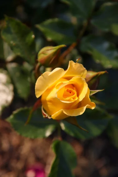 Jardín Rosas Guldemondplantsoen Como Monumento Nacional Boskoop Los Países Bajos — Foto de Stock