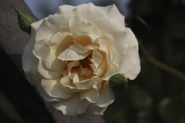 Jardín Rosas Guldemondplantsoen Como Monumento Nacional Boskoop Los Países Bajos —  Fotos de Stock