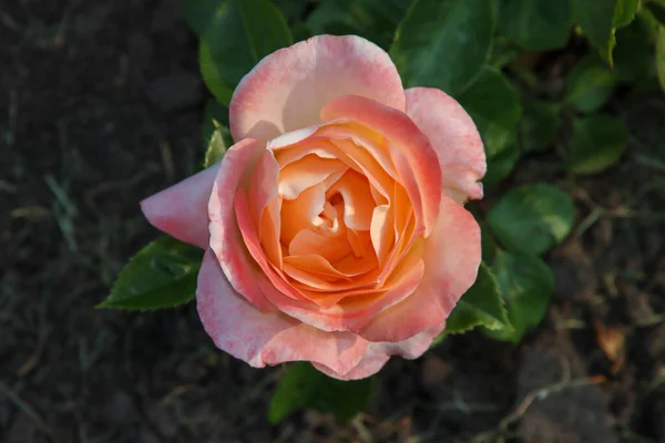 Розовый Сад Guldemondplantsoen Национальный Памятник Боскупе Нидерландах Сортом Роз Isabelle — стоковое фото