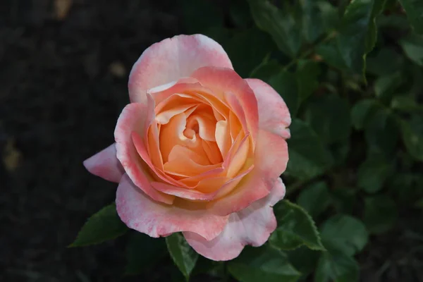 Розовый Сад Guldemondplantsoen Национальный Памятник Боскупе Нидерландах Сортом Роз Isabelle — стоковое фото