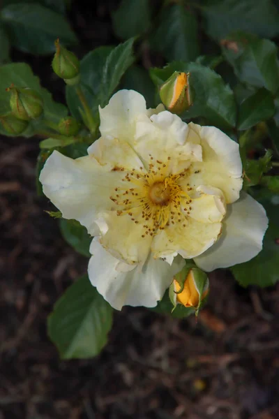Rose Garden Guldemondplantsoen National Monument Boskoop Netherlands Rose Variety Coloma — Stock Photo, Image