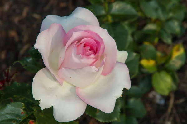 Jardín Rosas Guldemondplantsoen Como Monumento Nacional Boskoop Los Países Bajos — Foto de Stock